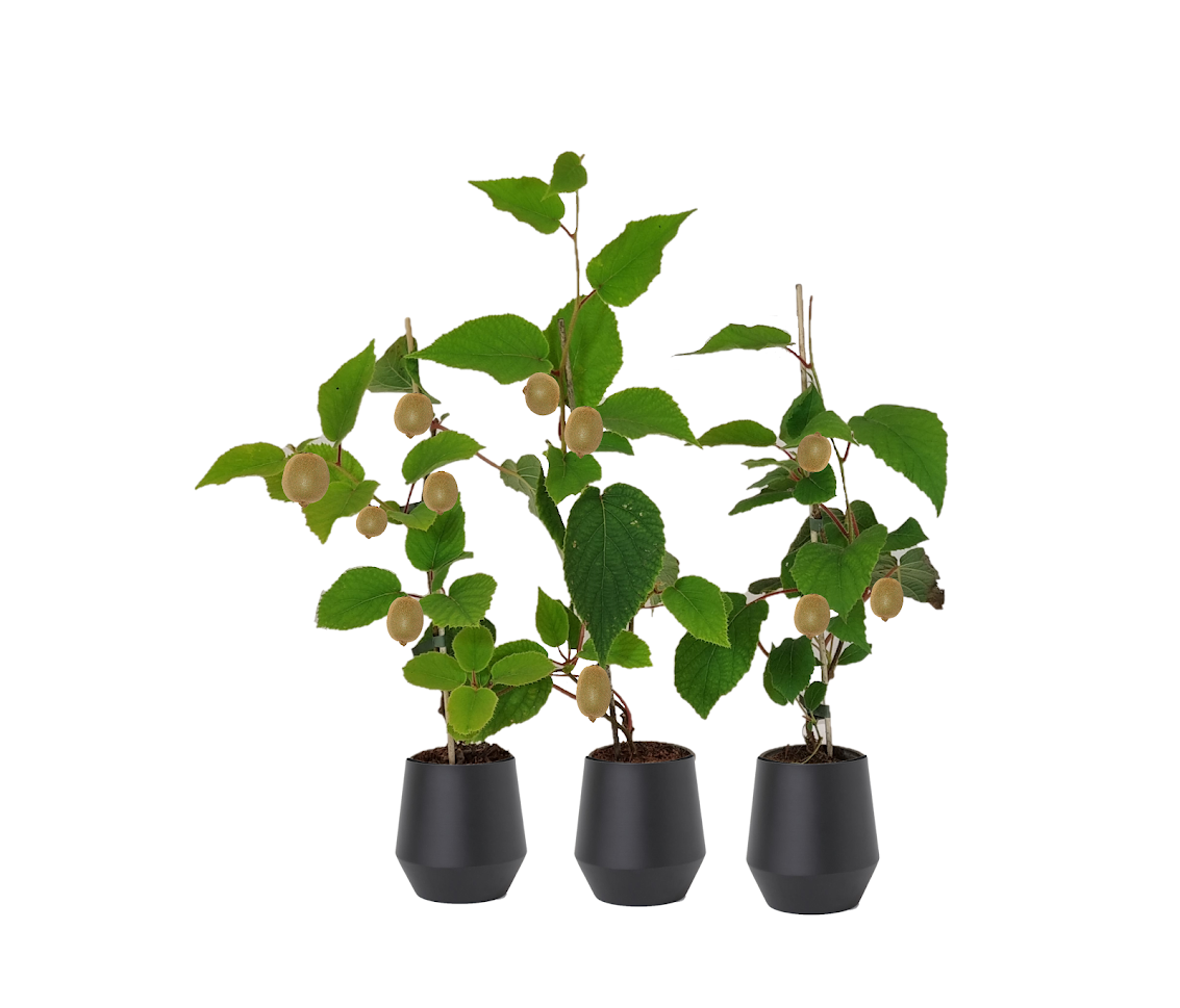 Flower-Up Kiwiplant 'Jenny' 3 stuks - Actinidia deliciosa - 30-38 cm