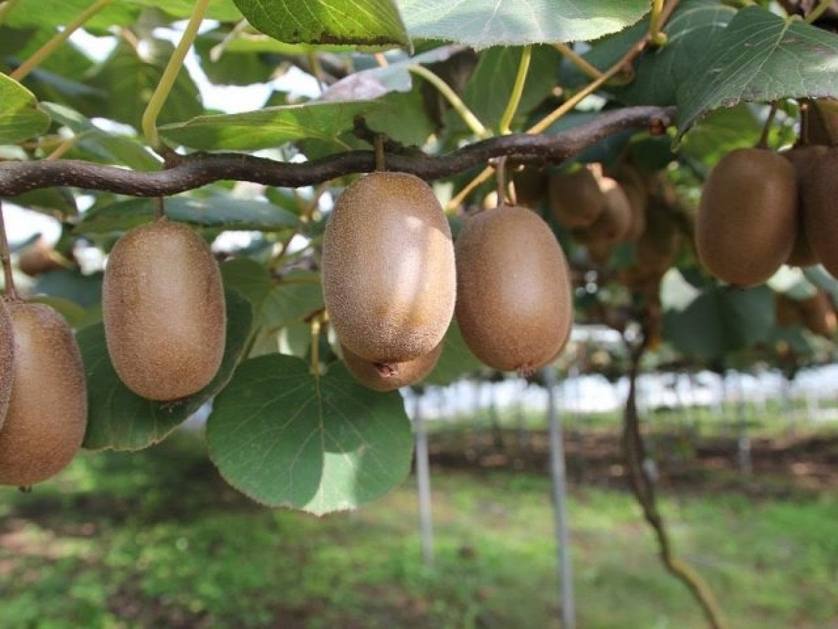 Flower-Up Kiwiplant 'Jenny' 3 stuks - Actinidia deliciosa - 30-38 cm