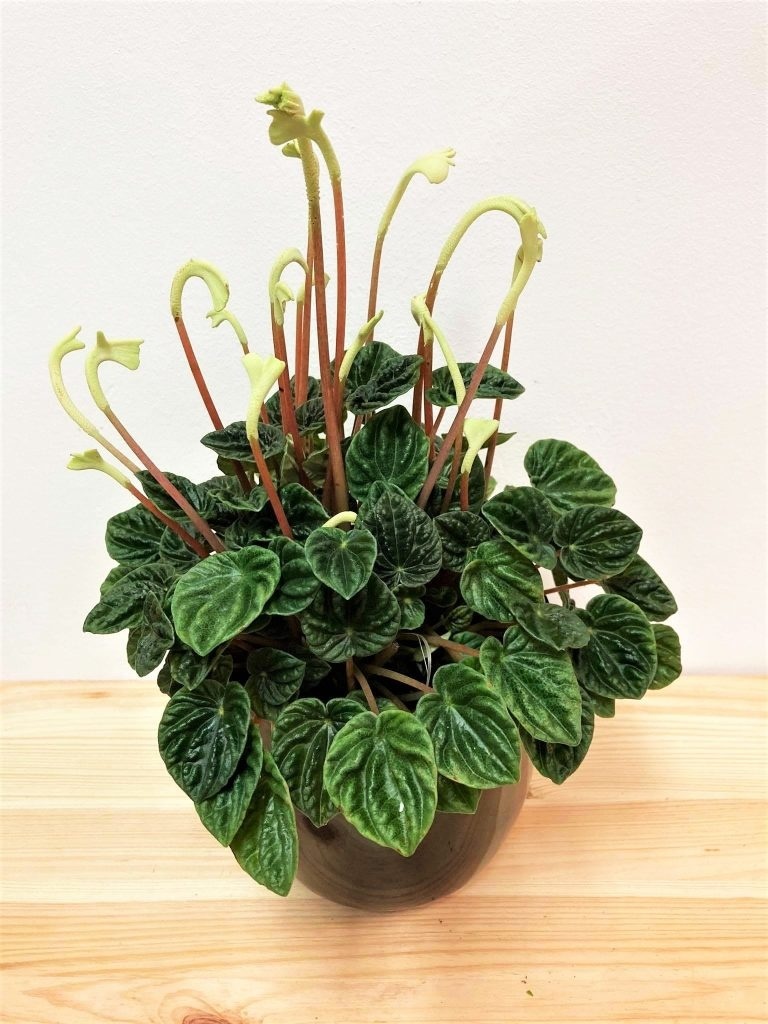 Exotische kamerplanten mix - 4 Stuks (1x Alocasia 'Polly', 1x Maranta Kerchoveana, 1x Musa Oriental Dwarf, 1x Peperomia Lilian)