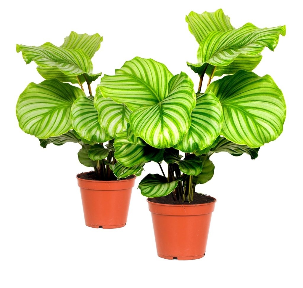 Calathea Orbifolia - 2 Stuks