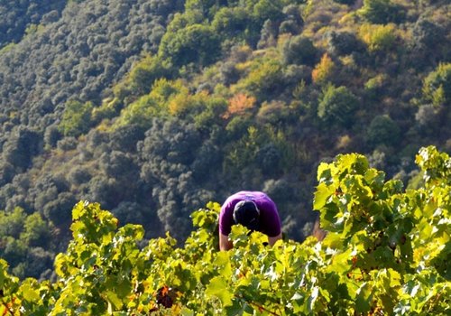 Bodega Viñas del Bierzo, Gran Bierzo