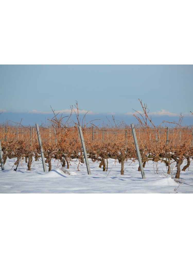 Bodegas Nestares Eguizabal Segares Las Llecas 2016