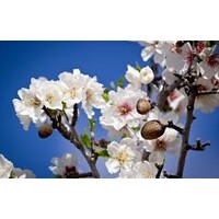 La Primavera - Blanco, Rosado y Bules Premium