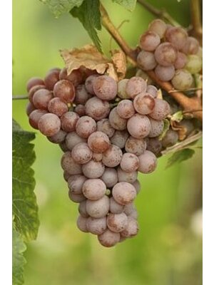 Bodega Pirineos Pirineos 3404 Tuca d' Aneto Crianza 2021