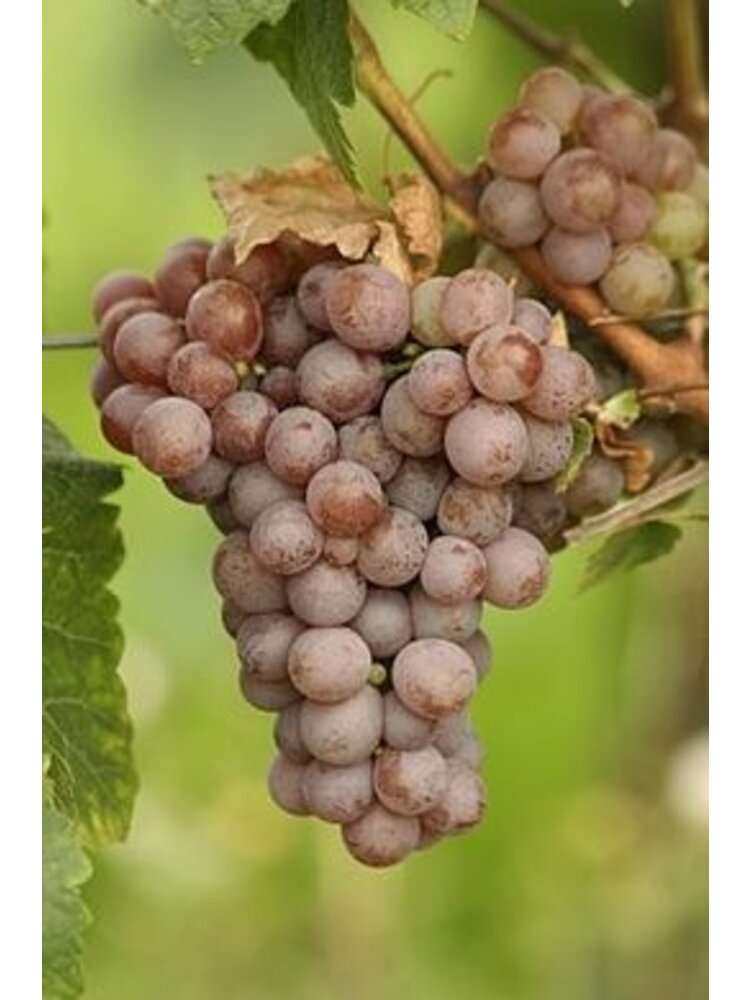 Bodega Pirineos Pirineos 3404 Tuca d' Aneto Crianza 2021