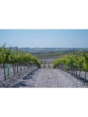 Sinforiano Sinforiano Crianza Tinto Autor 2020