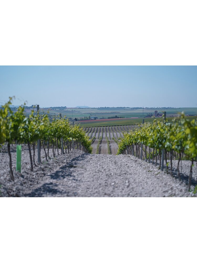 Sinforiano Sinforiano Crianza Tinto Autor 2020