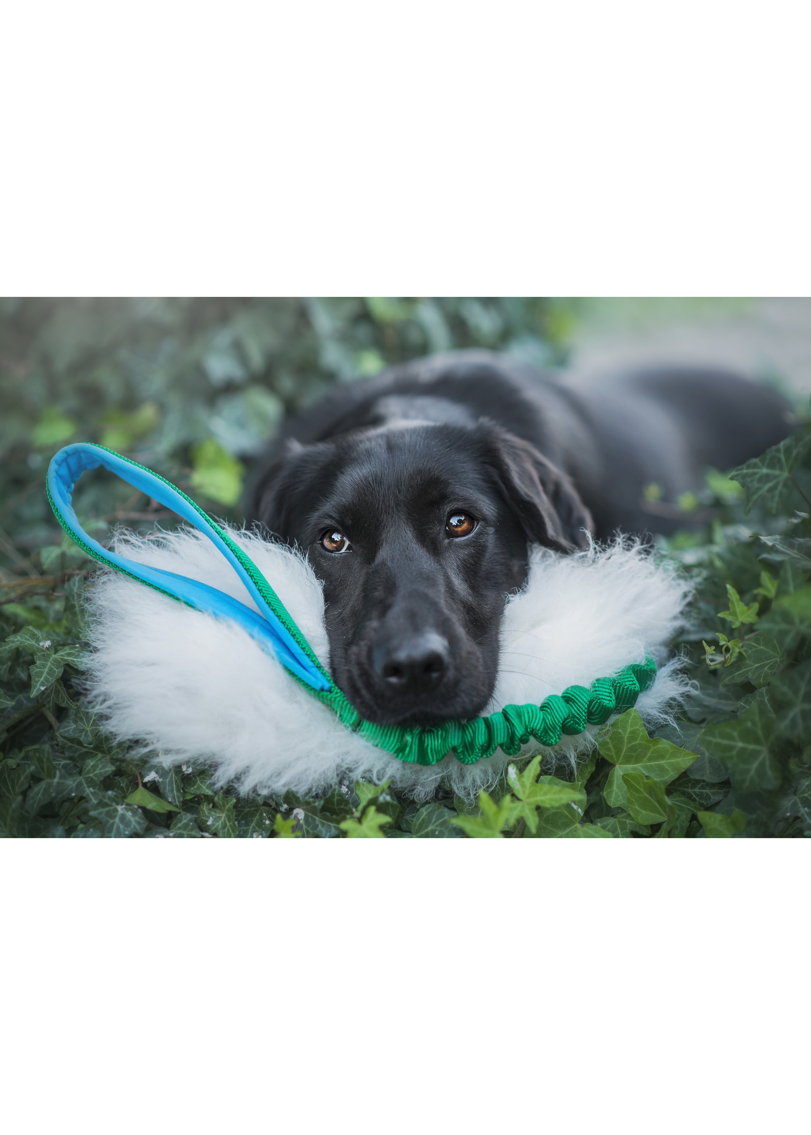 Zayma Craft Sheepskin tug toy with bungee handle M