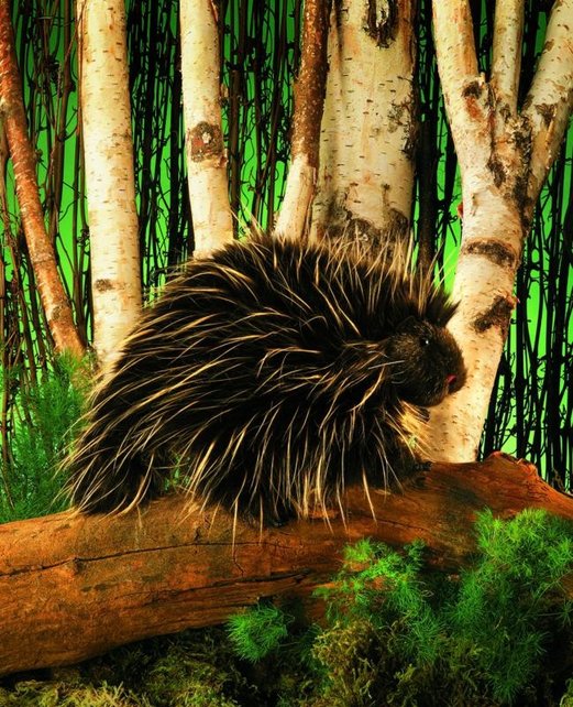 Stekelvarken handpop