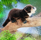 Rivierotter