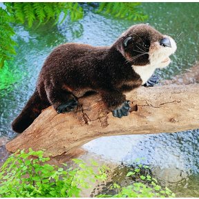 Rivierotter