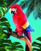 Ara papegaai handpop