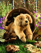 Golden retriever puppy