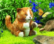 Oranje gestreepte kat