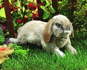 Hangoor Konijn Hangoor Konijn