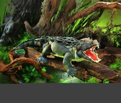 Amerikaanse Alligator Amerikaanse Alligator