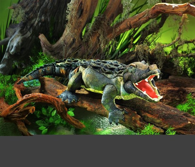 Amerikaanse Alligator Amerikaanse Alligator