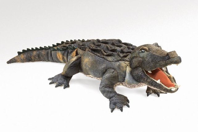 Amerikaanse Alligator Amerikaanse Alligator