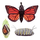 Monarch vlinder levenscyclus handpop