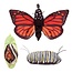 Folkmanis Folkmanis handpop vlinder levenscyclus