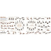 Balansplank 'Das Brett' Balansplank 'Das Brett'