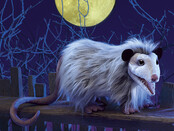 Opossum