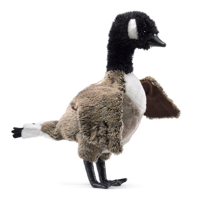 Canadese gans Canadese gans