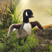Canadese gans Canadese gans