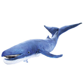 Blauwe vinvis