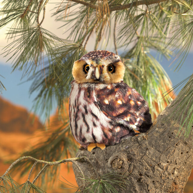 Dwerguil / Sperlingskauz