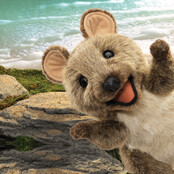 Quokka/Kortstaartkangoeroe Quokka/Kortstaartkangoeroe