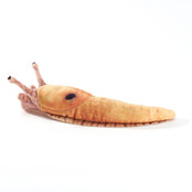 Vingerpopje Bananenslak Vingerpopje Bananenslak