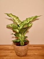 DIEFFENBACHIA MARS ⌀17