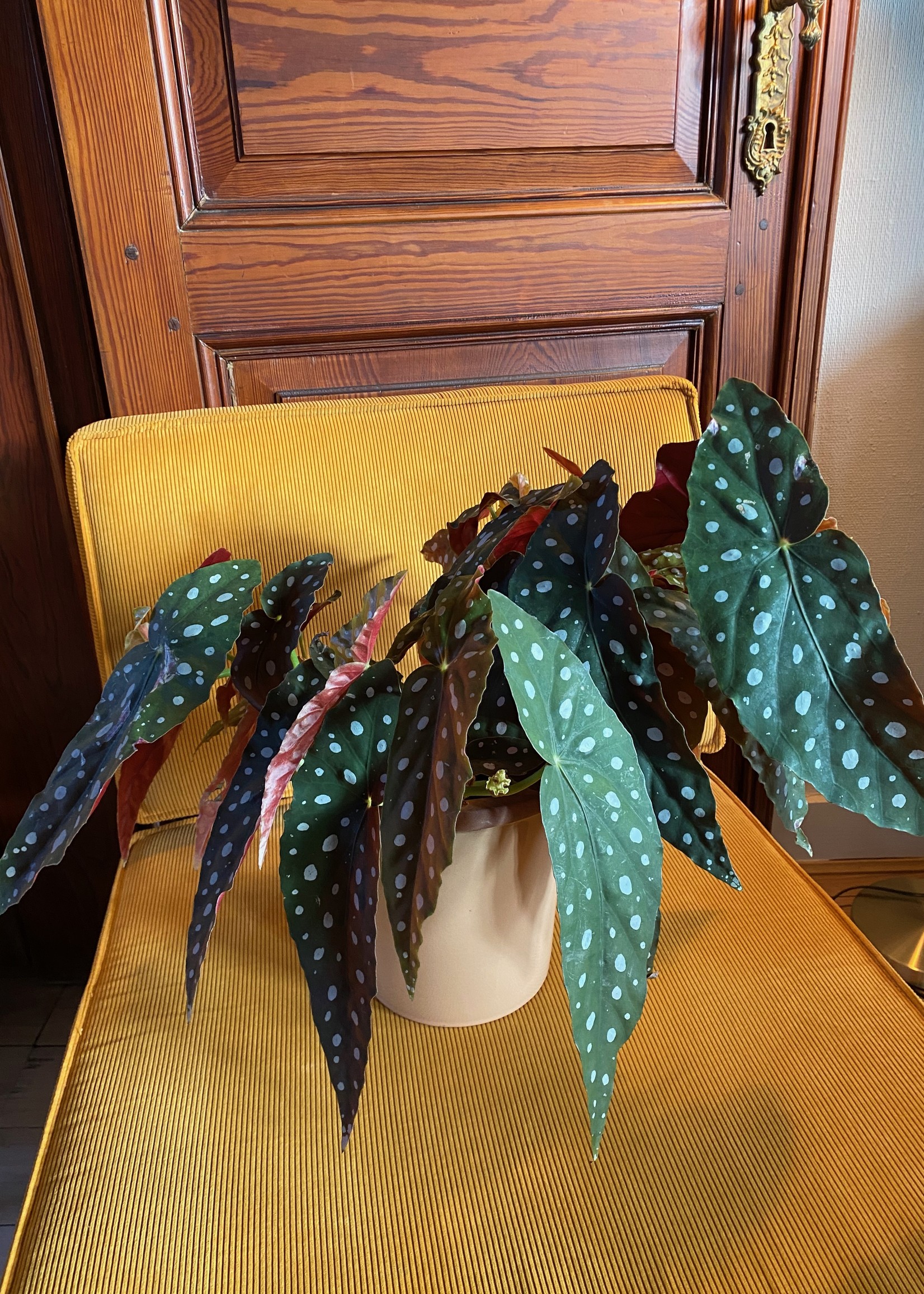 BEGONIA MACULATA 'STIPPENPLANT' ⌀17