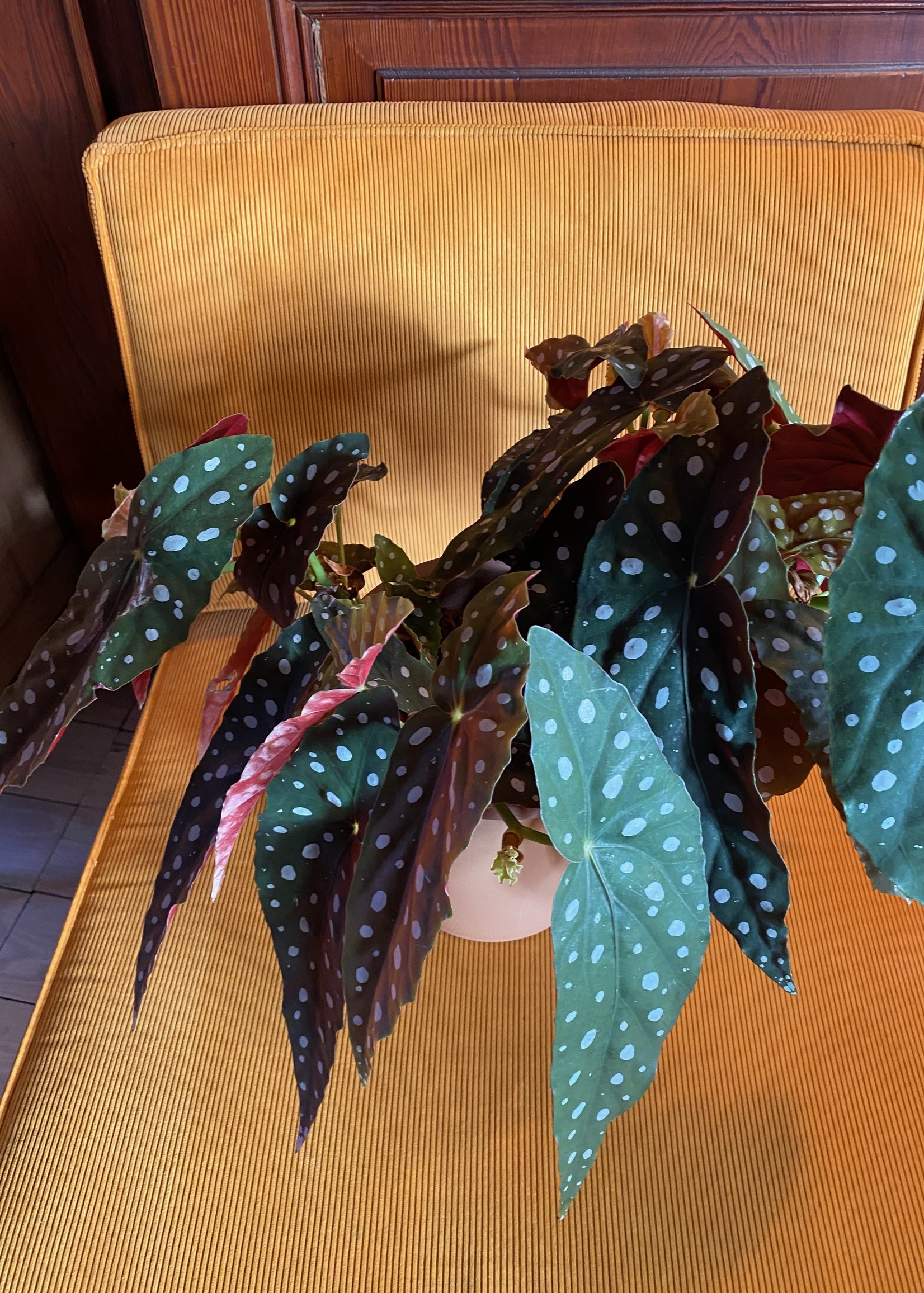 BEGONIA MACULATA 'STIPPENPLANT' ⌀17