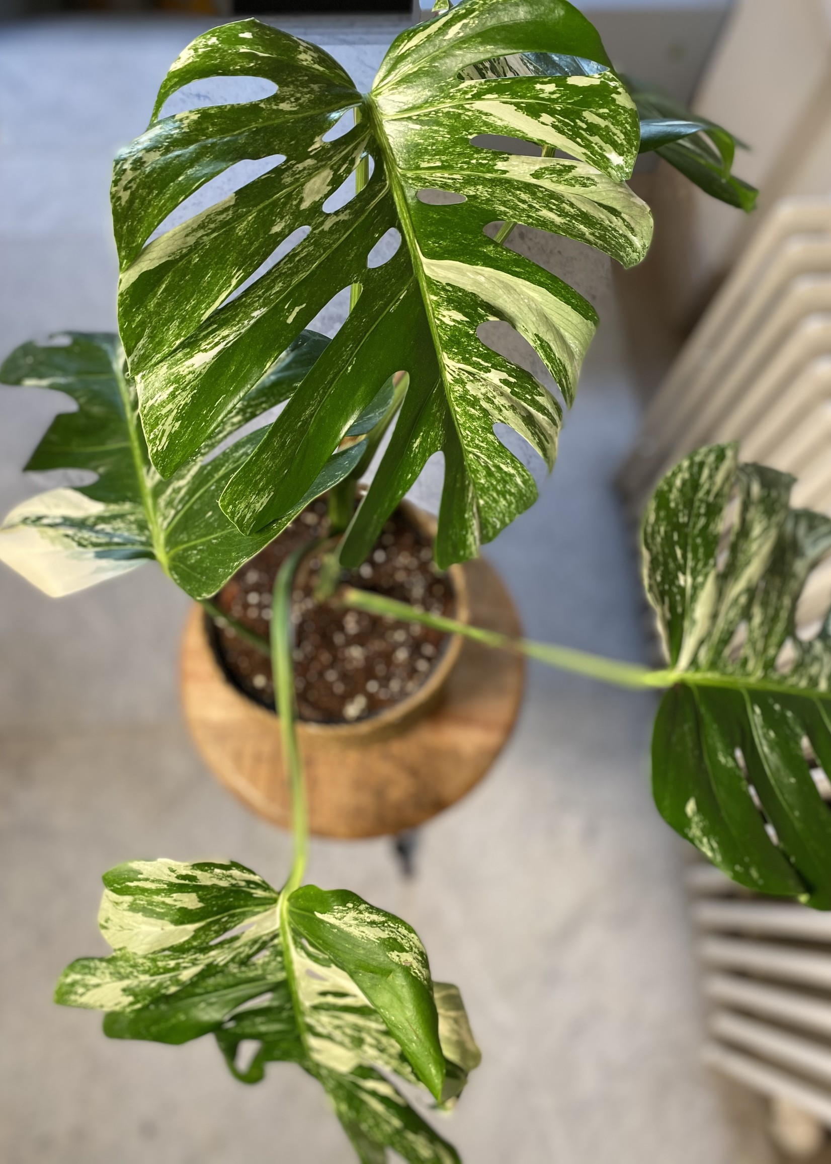 MONSTERA  VARIEGATA ⌀19