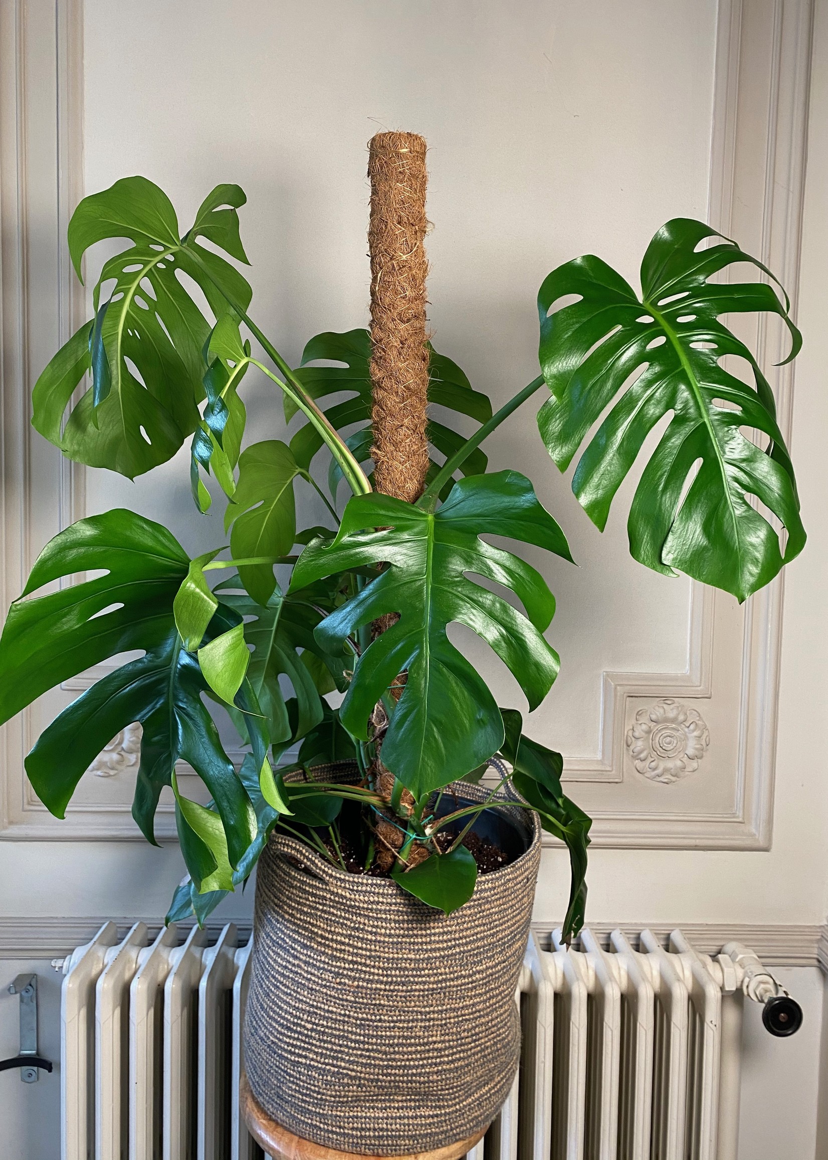 MONSTERA DELICIOSA