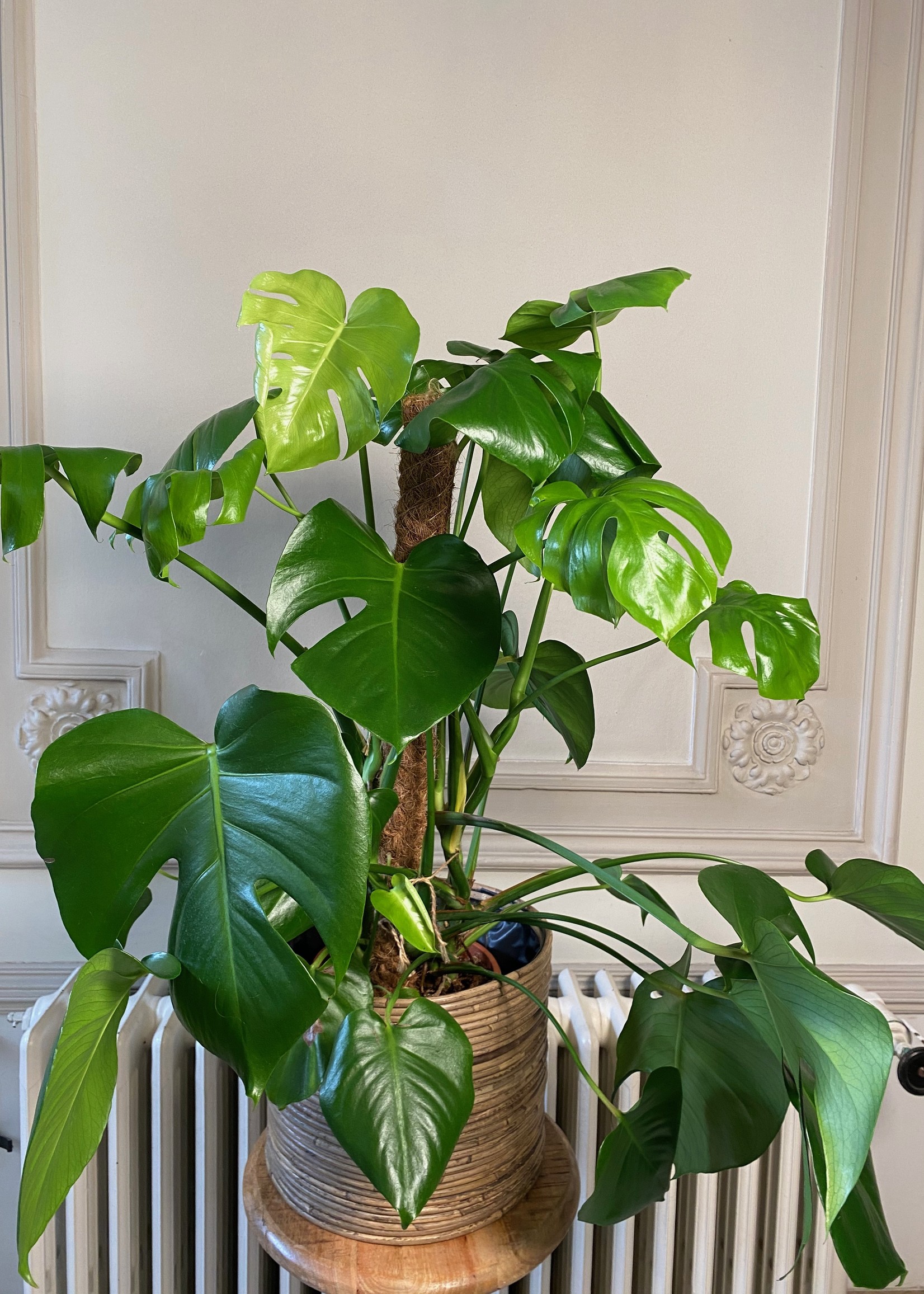 MONSTERA DELICIOSA