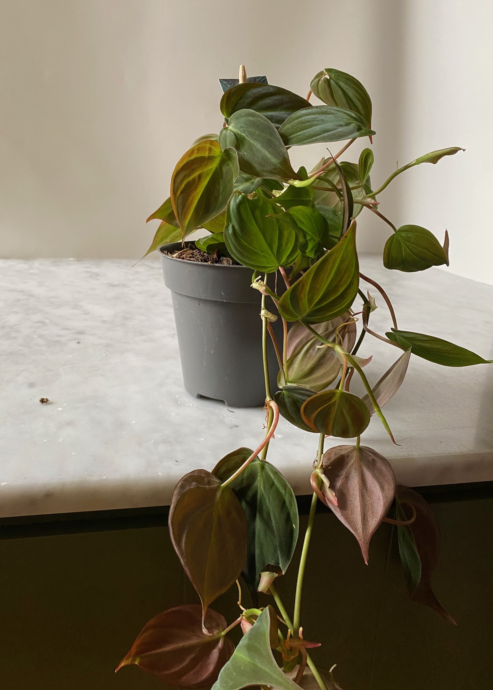 PHILODENDRON SCANDENS