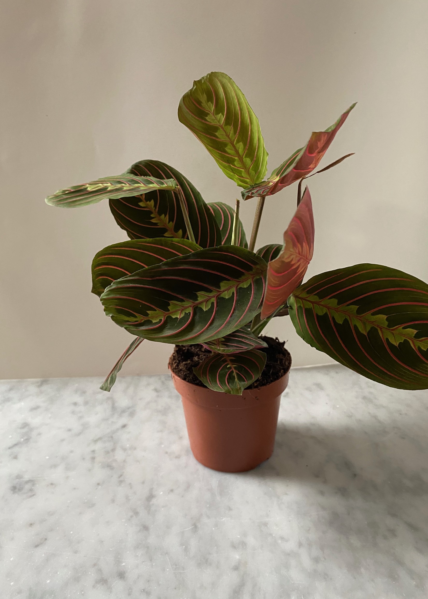 MARANTA FASCINATOR ⌀12