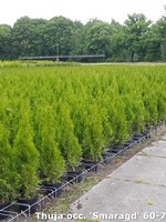 Thuja smaragd  Kruka 80CM