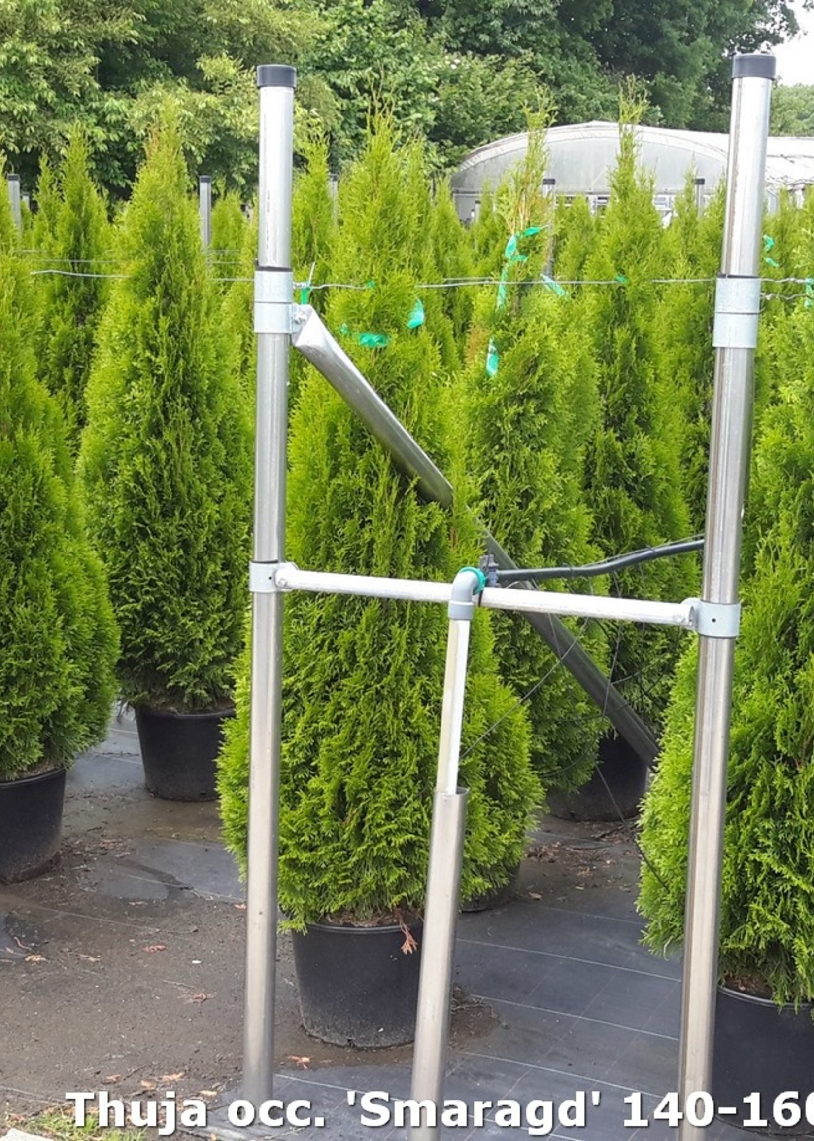 Thuja Brabant Pot 100 CM