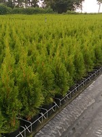 Thuja Smaragd Kruka 120CM