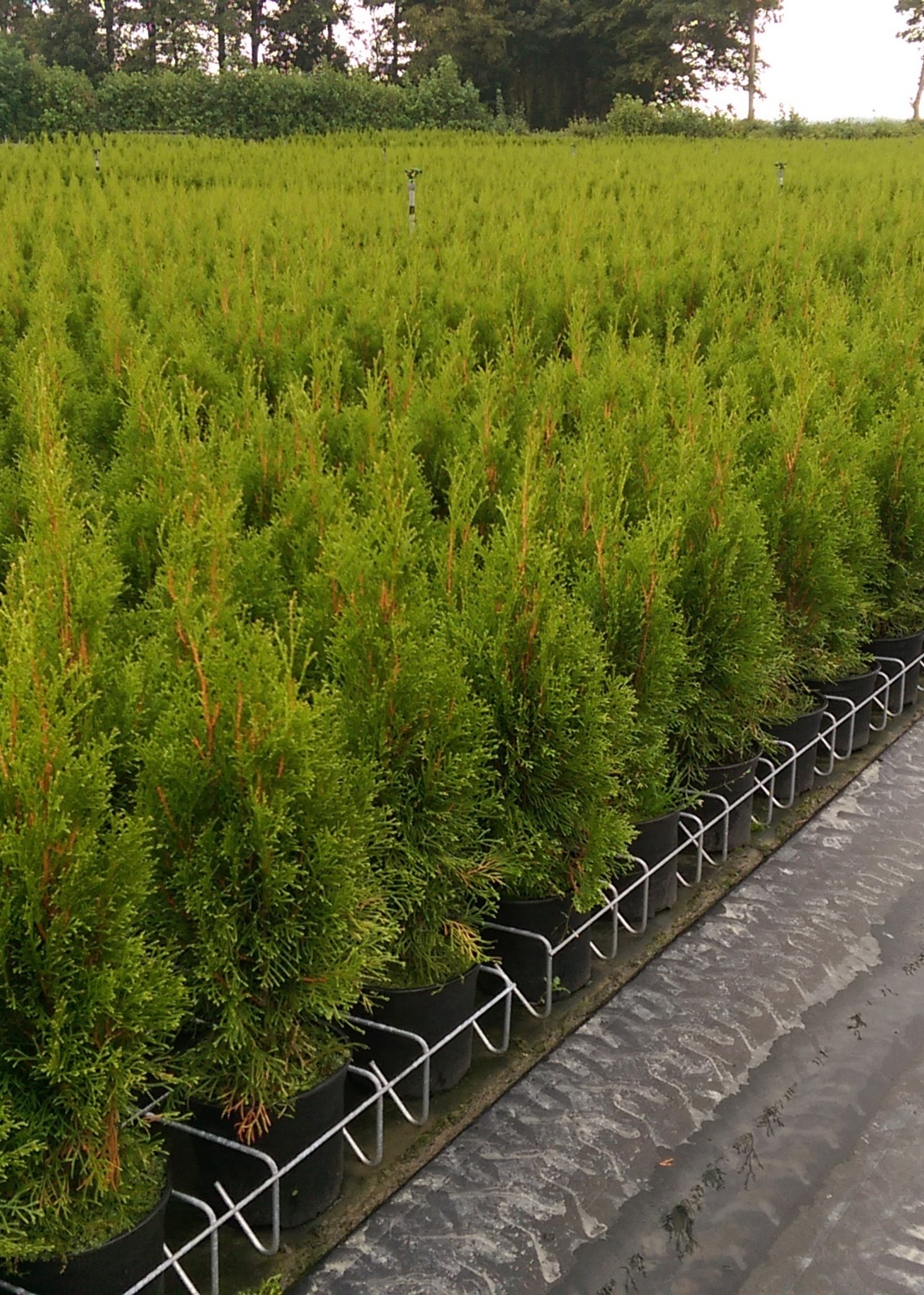 Thuja Brabant Kruka 120 CM