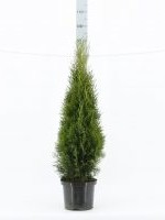 Thuja Smaragd Kruka 140 CM