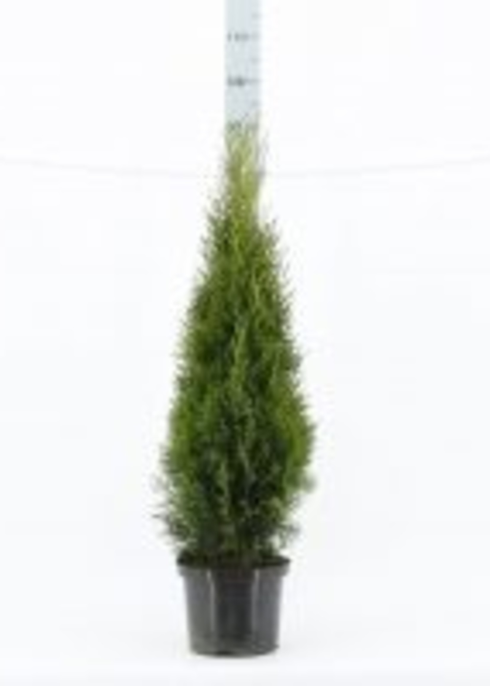 Thuja Smaragd Kruka 140 CM