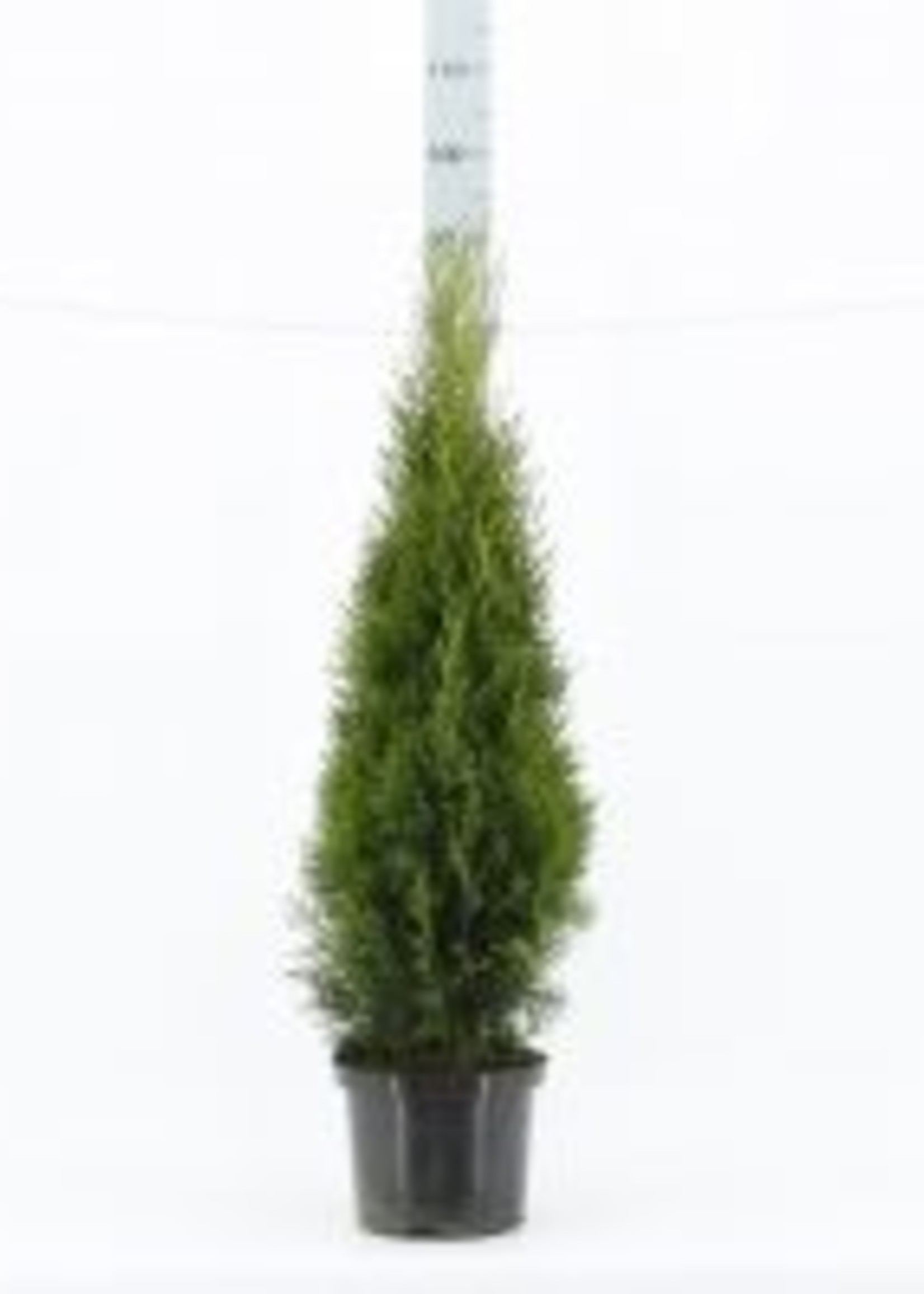 Thuja Smaragd Kruka 180 CM
