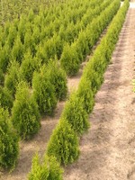 Thuja Smaragd Rootball 80 CM