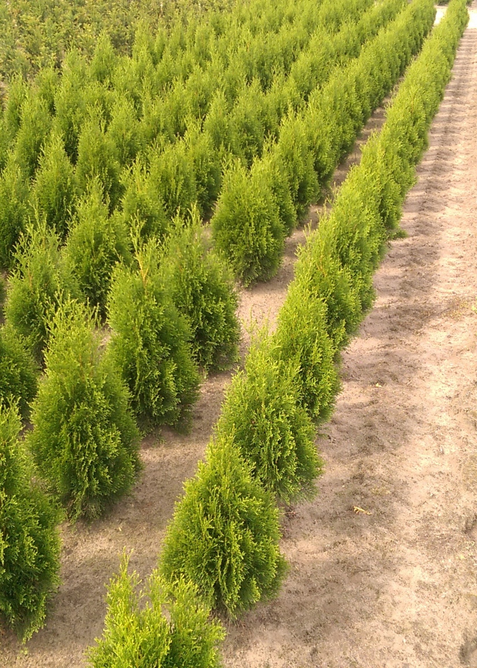 Thuja Smaragd Rotklump 80 CM
