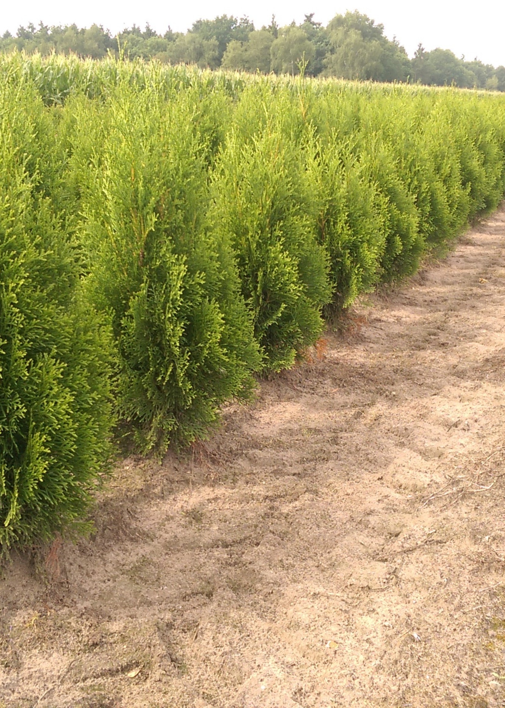 Thuja Smaragd Rotklump 150 CM